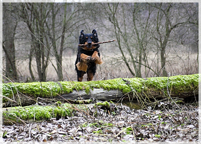Ares im Sprung