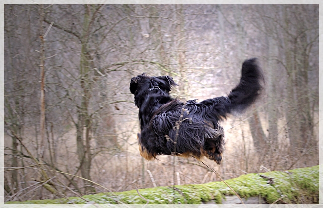 Ares im Sprung 2