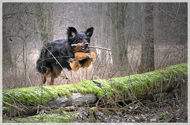 Ares im Sprung 3
