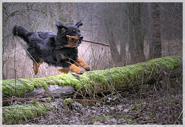 Ares im Sprung 4
