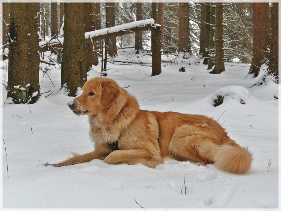 Bero im Schnee vk