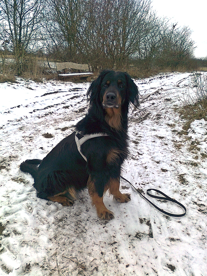 Ishtar im Schnee 6a
