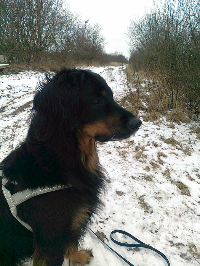 Ishtar im Schnee 7a