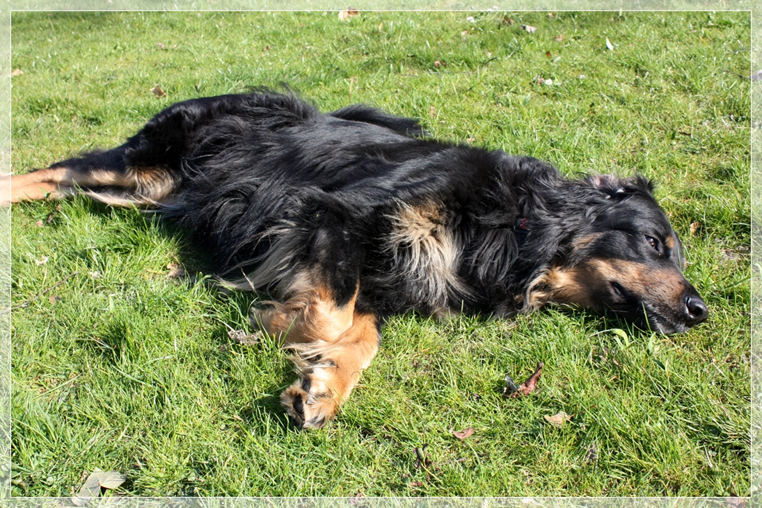 Sonne f�r den Welpenbauch