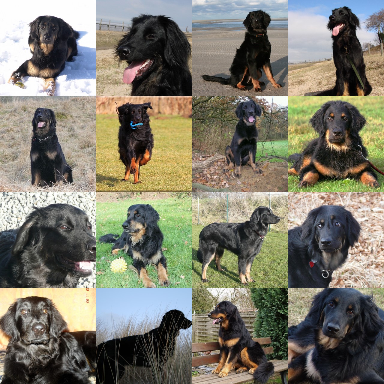 collage2