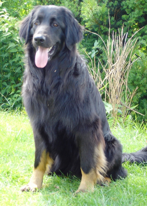 Alani im Garten