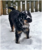 Alexa versinkt im Schnee