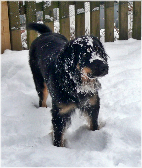 Alexa versinkt im Schnee