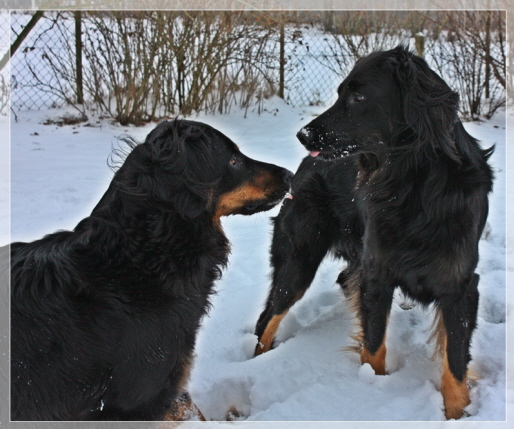 Amy mit Ishtar Jan 2010