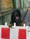 Andor auf Br�cke 
