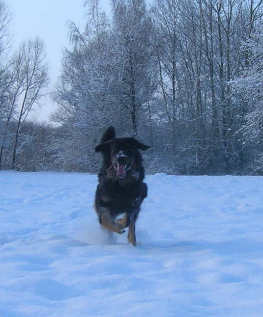 Andor im Schnee 1