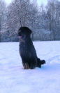 Andor im Schnee 2