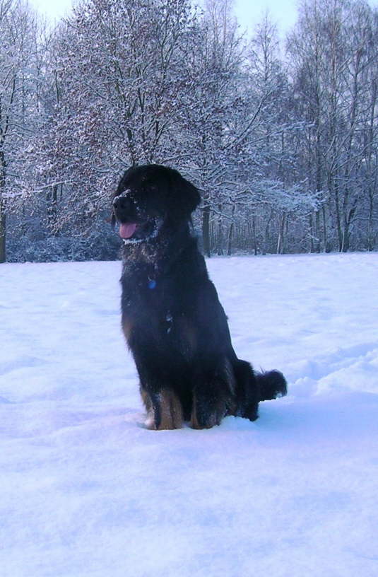 Andor im Schnee 2