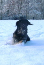 Andor im Schnee 3