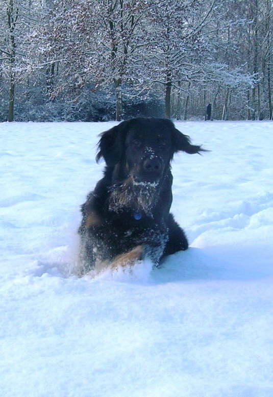 Andor im Schnee 3