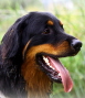 Antares Kopf 