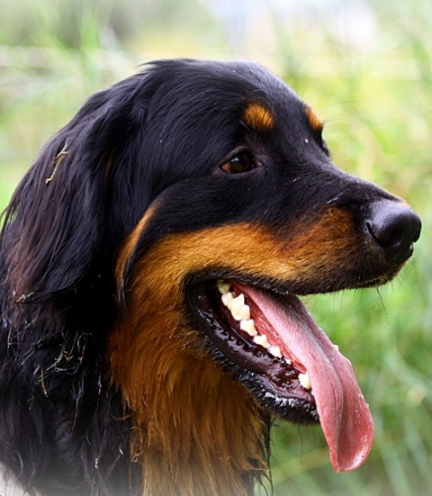 Antares Kopf 