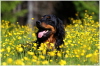 Ares Butterblumenfeld