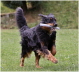 Ares im Sommer 2010