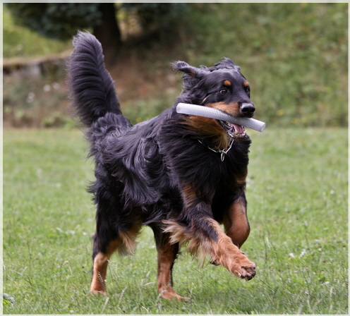 Ares im Sommer 2010