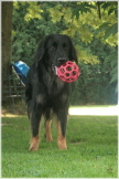 Ayla Juli 2010