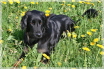 Ayla im L�wenzahnbett