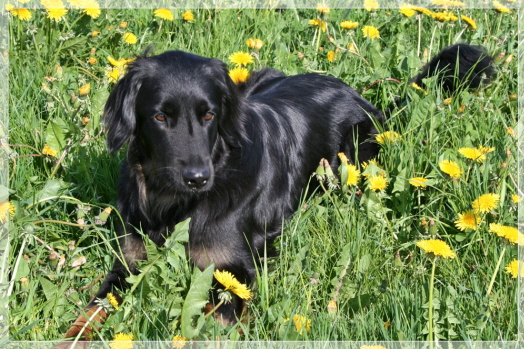 Ayla im L�wenzahnbett