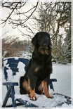 Ayla im Schnee 2010