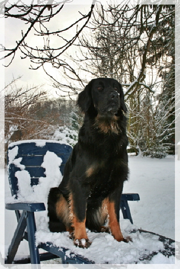 Ayla im Schnee 2010