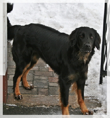 Ayla bewacht den Garten 2010