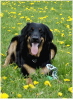 Aylin in der L�wenzahnwiese