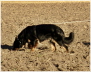 F�hrte mit tiefer Nase