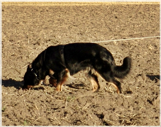 F�hrte mit tiefer Nase