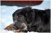 Baako im Schnee