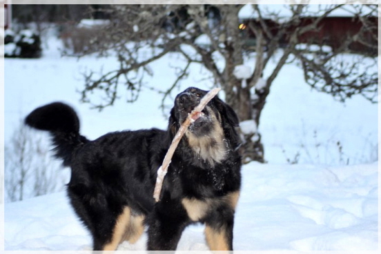Baako im schwedischen Winter