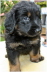 Baako plant den n�chsten Streich