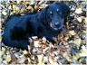 Balz im Herbstlaub