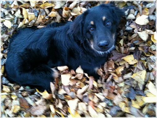 Balz im Herbstlaub