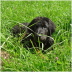 Versteck im Gras