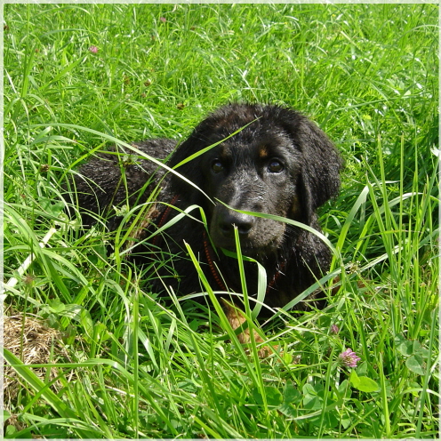 Versteck im Gras