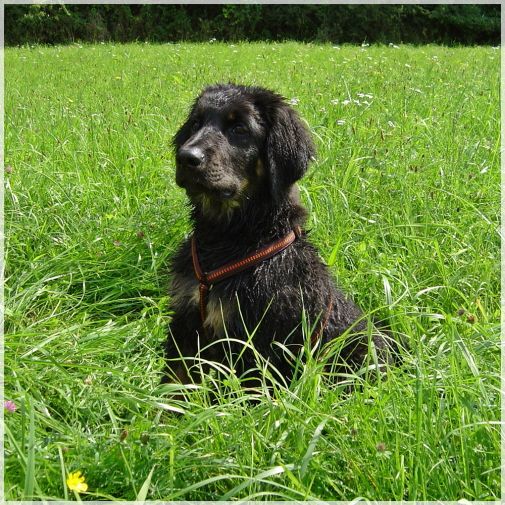 im Gras