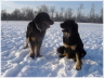 Barolo mit Dustyn im Schnee 