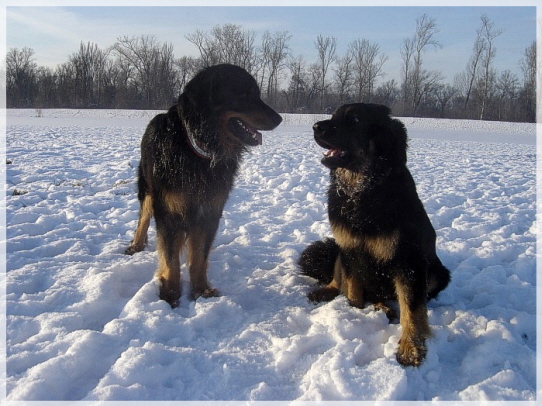 Barolo mit Dustyn im Schnee 