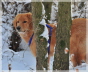 Bashira im Winterwald