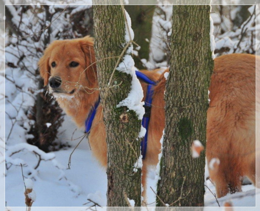 Bashira im Winterwald