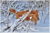 Bashira Spa� im Winterwald 