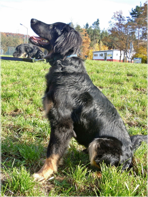 Basko im Herbst
