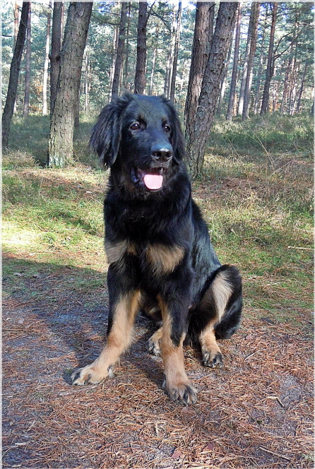 Basko im Nadelwald