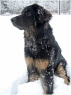 Basko im Schnee
