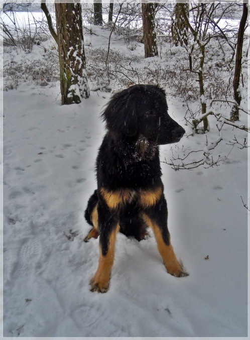 Basko im Schnee